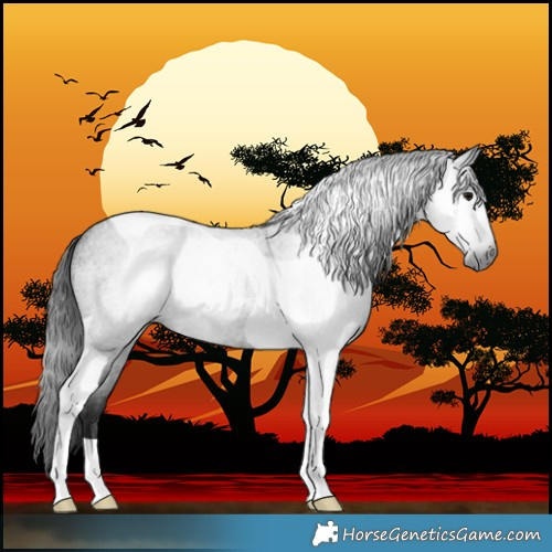 Horse Color:Gray Blue Roan Tobiano 