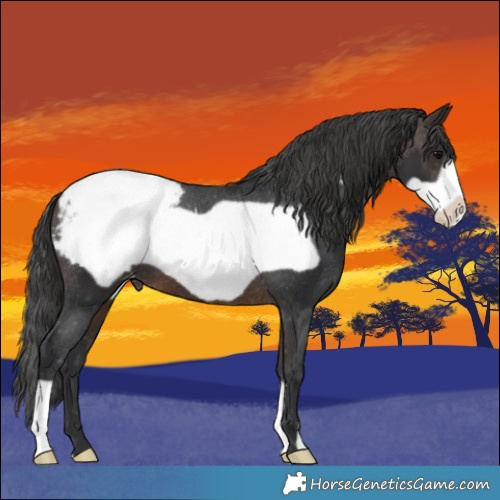 Horse Color:Brown Frame Appaloosa 