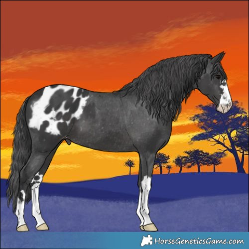 Horse Color:Black Appaloosa 