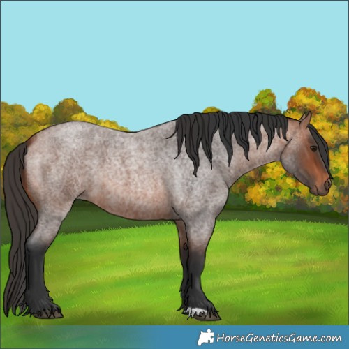 Horse Color:Bay Roan 
