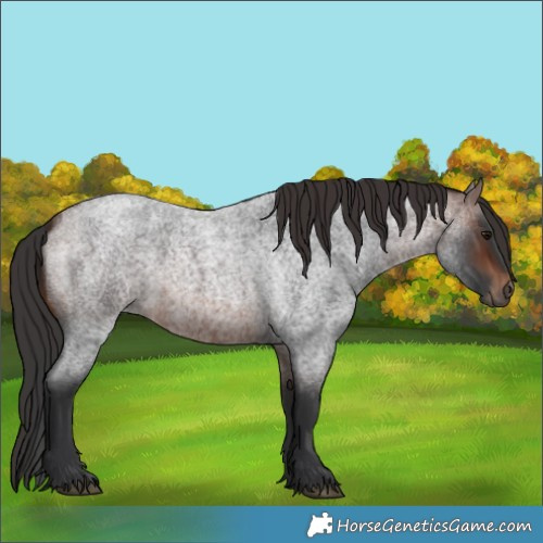 Horse Color:Brown Roan