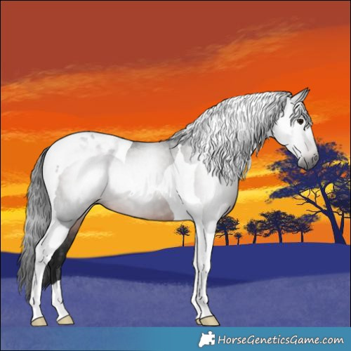 Horse Color:Gray Brown Tobiano 
