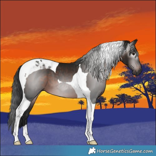 Horse Color:Gray Brown Tobiano 