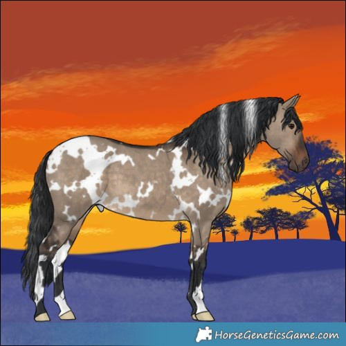 Horse Color:White Spotted Brown Dun 