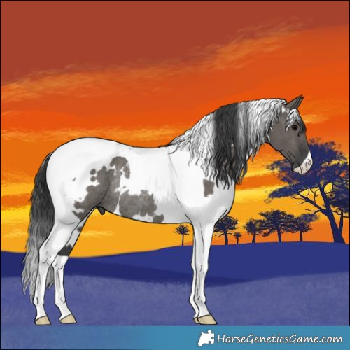Horse Color:White Spotted Grullo Tobiano Rabicano 