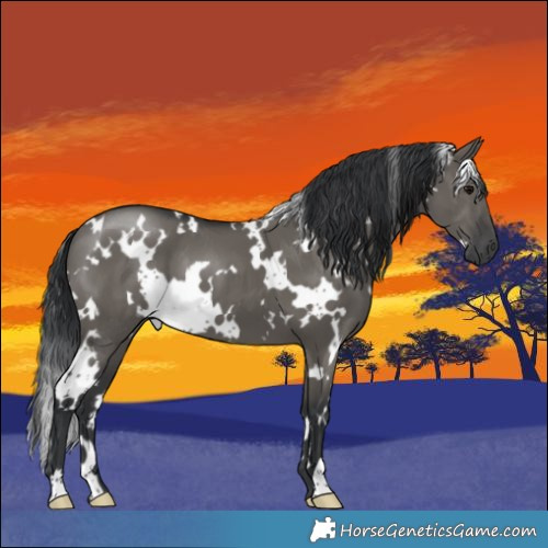 Horse Color:White Spotted Grullo 