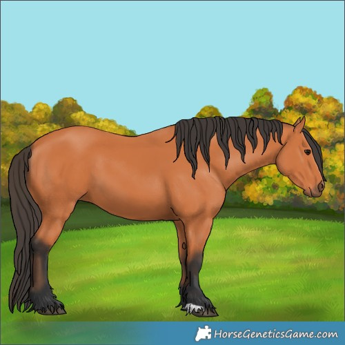 Horse Color:Bay 