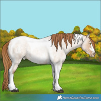 Horse Color:Red Dun Roan Pearl Tobiano Frame 