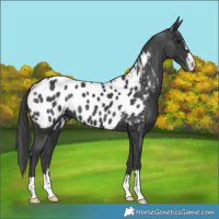 Horse Color:Black Appaloosa 