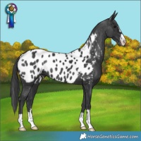 Horse Color:Black Near Leopard