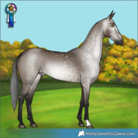 Horse Color:Gray Brown Dun 
