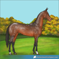 Horse Color:Brown Appaloosa Rabicano 