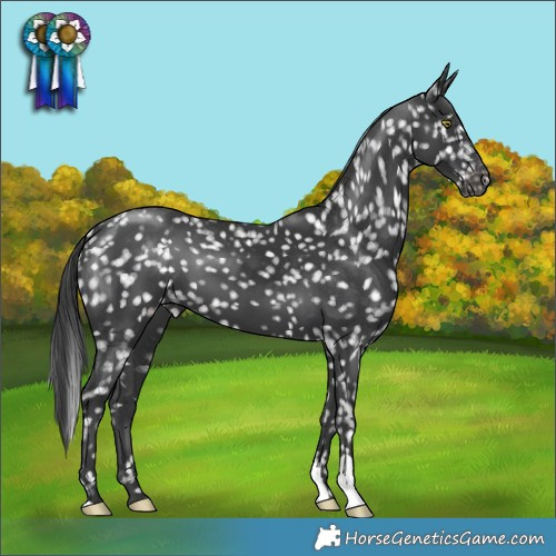 Horse Color:Black Snowflake Varnish 