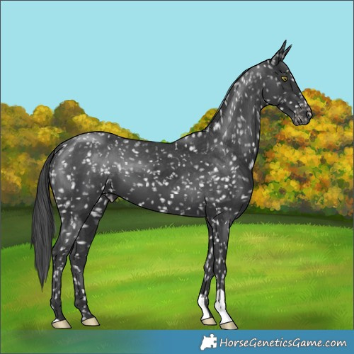 Horse Color:Black Appaloosa