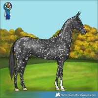 Horse Color:Black Snowflake Varnish