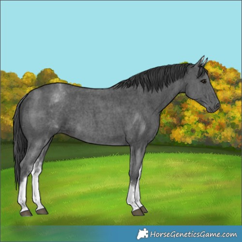 Horse Color:White Spotted Black Sabino