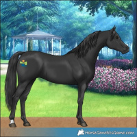 Horse Color:Black 