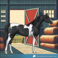 Horse Color:Black Tobiano 