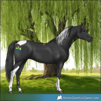 Horse Color:Black Tobiano 