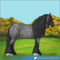 Horse Color:Blue Roan 