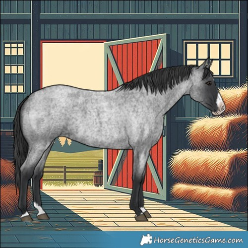 Horse Color:Blue Roan Splash