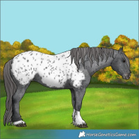 Horse Color:Black Tobiano Near Leopard 
