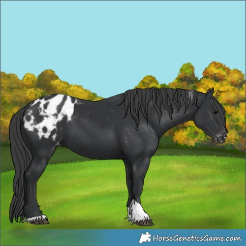 Horse Color:Black Tobiano Appaloosa 