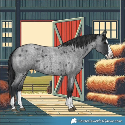 Horse Color:Blue Roan Splash
