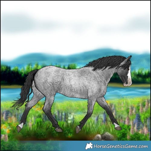 Horse Color:Blue Roan Splash 