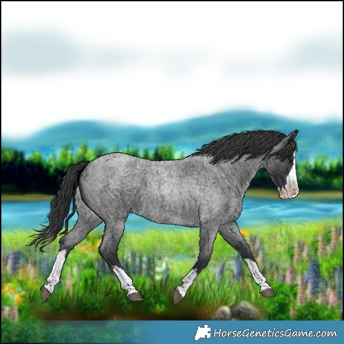 Horse Color:Blue Roan Splash 
