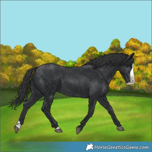 Horse Color:Black Splash 