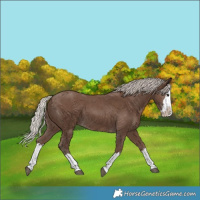 Horse Color:Silver Black Splash 