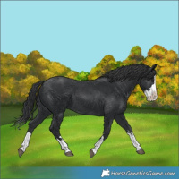 Horse Color:Black Splash 