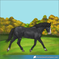Horse Color:Black Splash