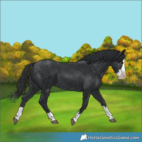 Horse Color:Black Splash 