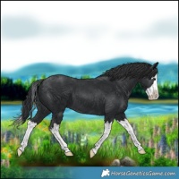 Horse Color:Black Splash 