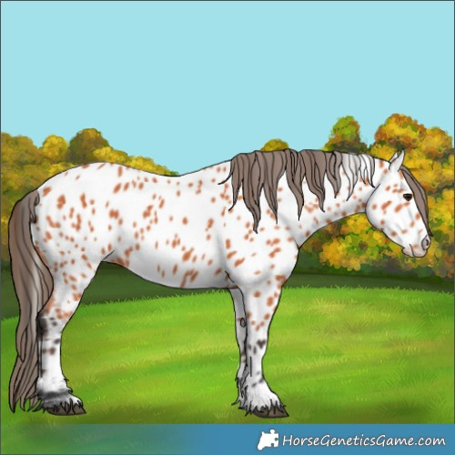 Horse Color:Bay Near Leopard 