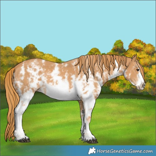 Horse Color:Chestnut Sabino Frame
