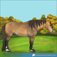 Horse Color:Buckskin 