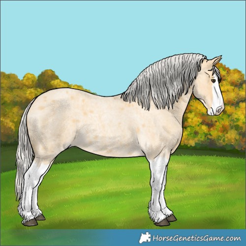 Horse Color:Silver Buckskin Roan Splash 