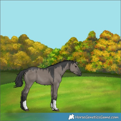 Horse Color:Grullo Tobiano Rabicano 