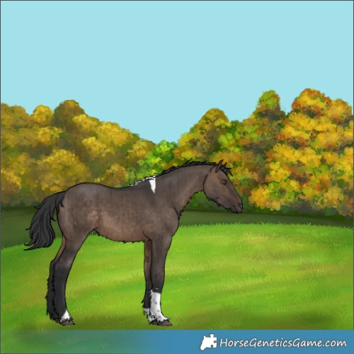 Horse Color:Brown Dun Tobiano Rabicano Brindle 