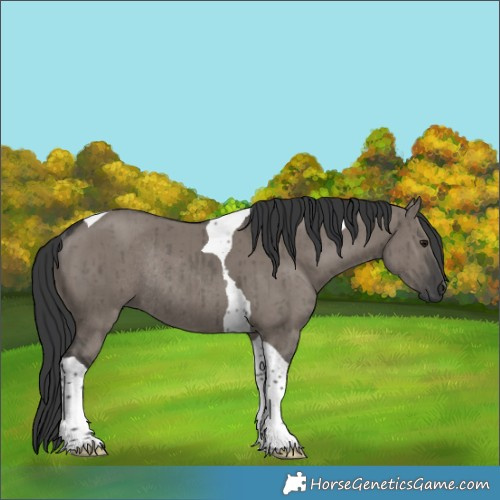 Horse Color:Grullo Tobiano Rabicano Brindle 