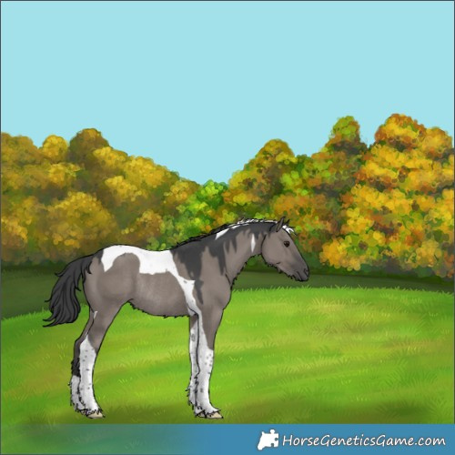 Horse Color:Grullo Tobiano Rabicano 