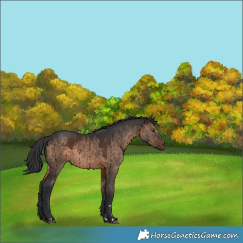 Horse Color:Brown Dun Rabicano Brindle 