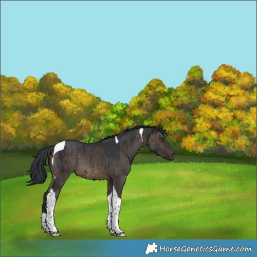 Horse Color:Brown Dun Tobiano Rabicano Brindle 
