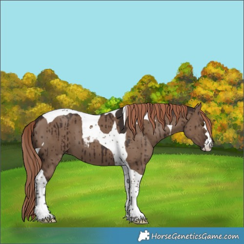 Horse Color:Liver Red Dun Tobiano Brindle 