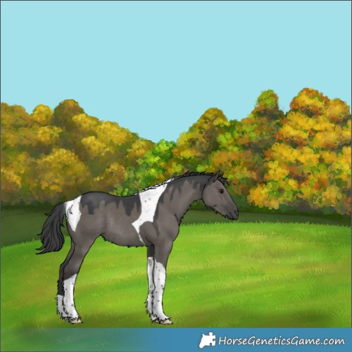 Horse Color:Grullo Tobiano Rabicano 