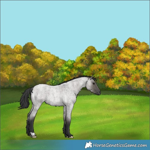 Horse Color:Grullo Roan Rabicano Brindle 