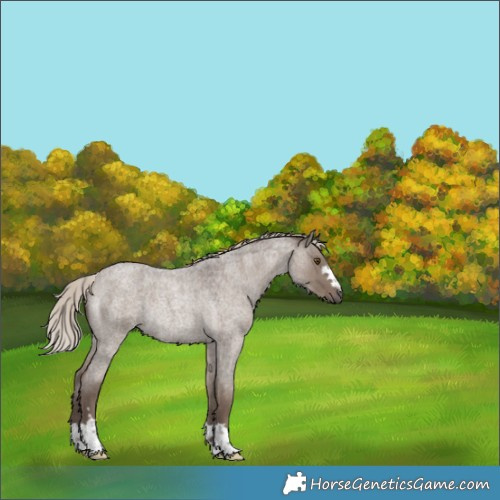 Horse Color:Silver Grullo Roan Rabicano 